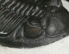 Beautiful Hollardops Mesocristata Trilobite #7146-6